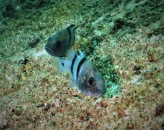 Apogonichthyoides pseudotaeniatus