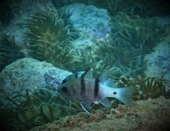 Apogonichthyoides pseudotaeniatus