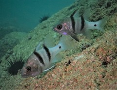 Apogonichthyoides pseudotaeniatus