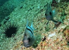 Apogonichthyoides pseudotaeniatus