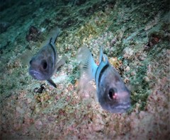 Apogonichthyoides pseudotaeniatus