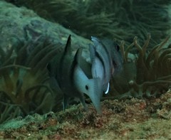 Apogonichthyoides pseudotaeniatus