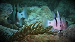 Apogonichthyoides pseudotaeniatus