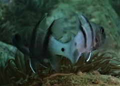 Apogonichthyoides pseudotaeniatus