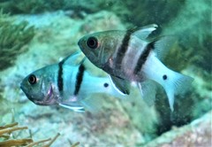 Apogonichthyoides pseudotaeniatus