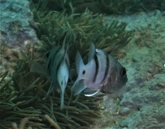 Apogonichthyoides pseudotaeniatus