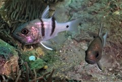 Apogonichthyoides pseudotaeniatus