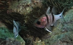 Apogonichthyoides pseudotaeniatus