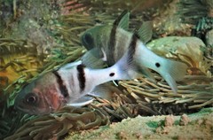 Apogonichthyoides pseudotaeniatus