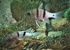 Apogonichthyoides pseudotaeniatus