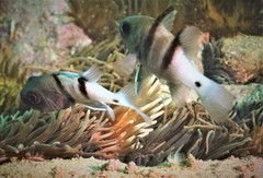 Apogonichthyoides pseudotaeniatus