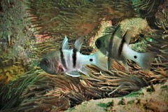 Apogonichthyoides pseudotaeniatus