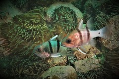 Apogonichthyoides pseudotaeniatus