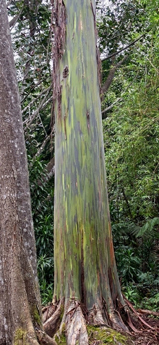 Eucalyptus observed 2026-10-20