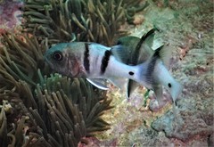 Apogonichthyoides pseudotaeniatus