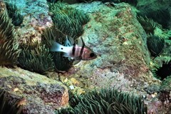 Apogonichthyoides pseudotaeniatus