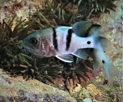 Apogonichthyoides pseudotaeniatus