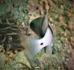 Apogonichthyoides pseudotaeniatus