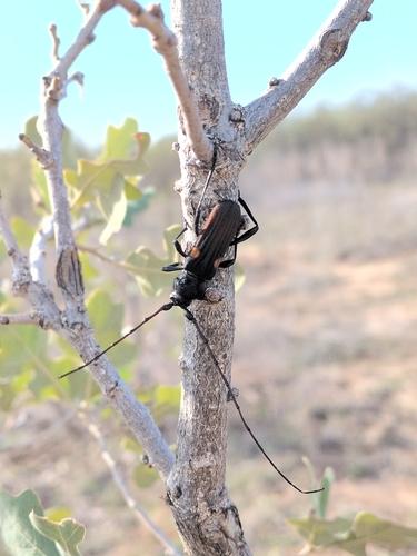 Tragidion coquus