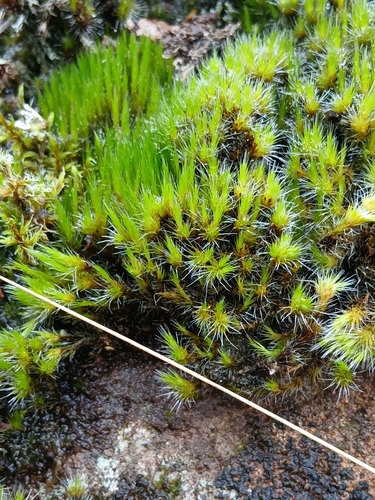Campylopus introflexus observed 2026-10-20