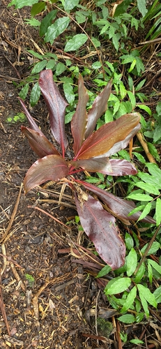 Cordyline fruticosa observed 2026-10-20
