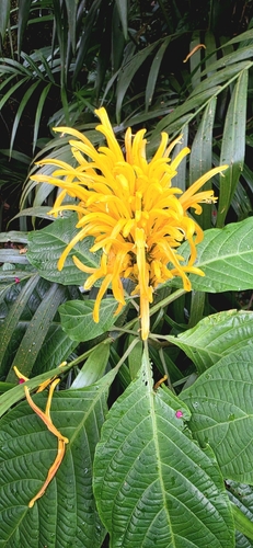 Justicia aurea observed 2026-10-20