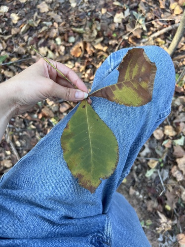 Carya glabra, 2026-10-20
