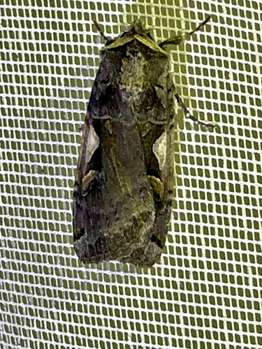 Setaceous Hebrew Character