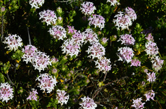 Pimelea ferruginea