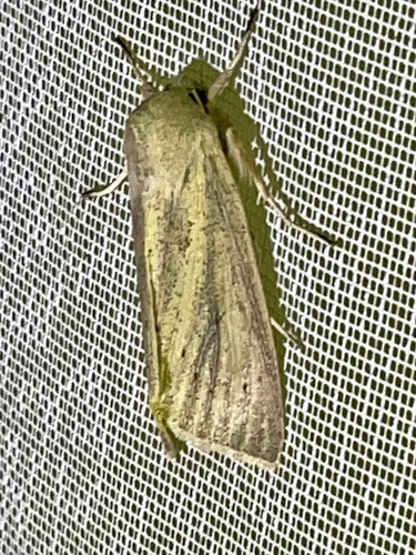 Large Wainscot Moth