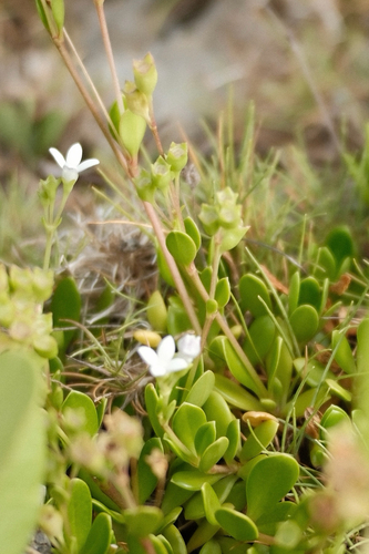 Leptopetalum strigulosum observed 2026-10-17