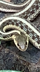 Thamnophis sirtalis
