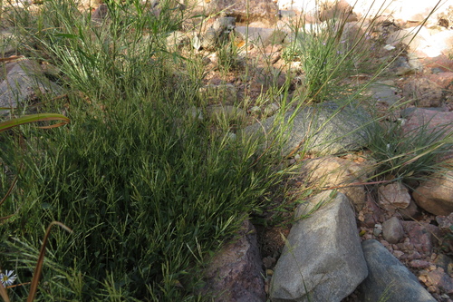 Arthraxon hispidus observed 2026-10-18
