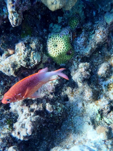 Sargocentron caudimaculatum observed 2026-10-17