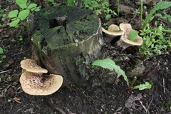 Cerioporus squamosus