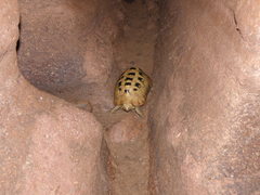 Indotestudo elongata