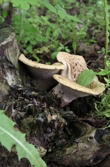 Cerioporus squamosus