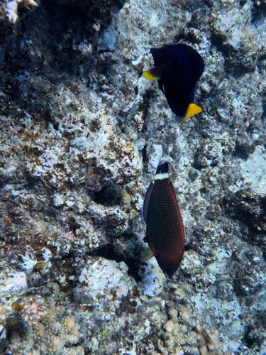Pseudodax moluccanus observed 2026-10-17