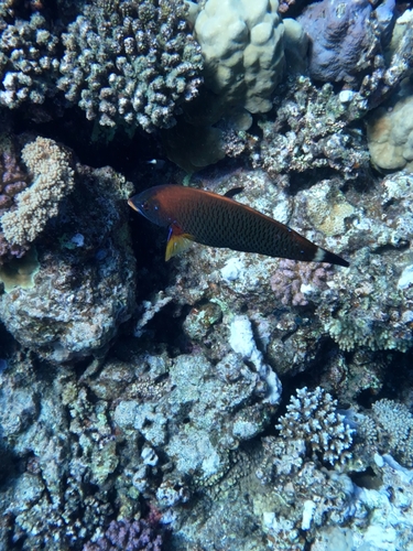 Pseudodax moluccanus observed 2026-10-17