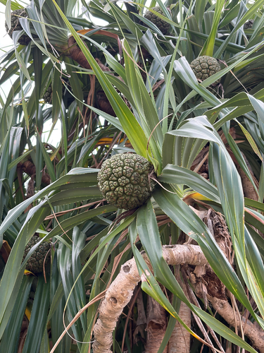 Pandanus odorifer observed 2026-10-18