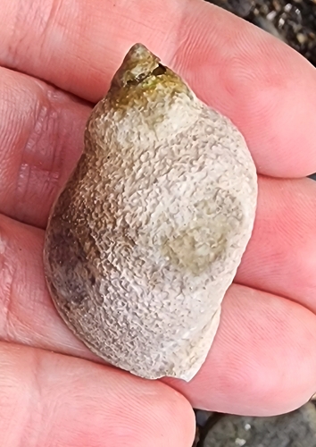 Acanthina monodon observed 2026-10-20