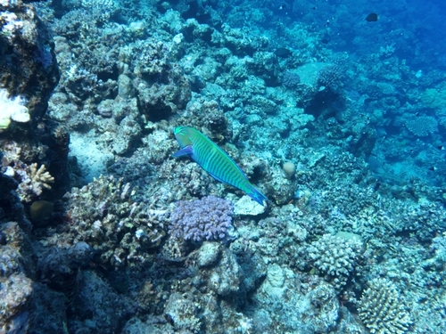 Hologymnosus observed 2026-10-17