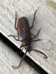 Prionus californicus