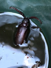 Prionus californicus