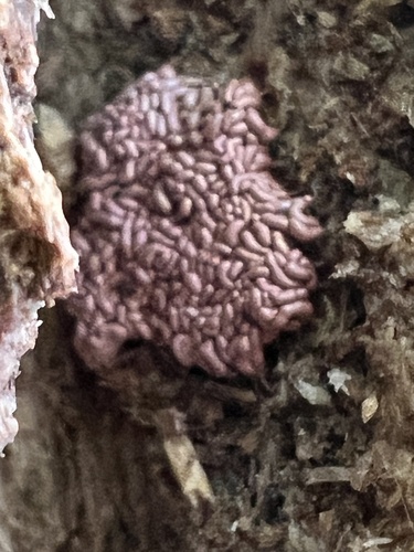 Arcyria stipata observed 2026-10-20