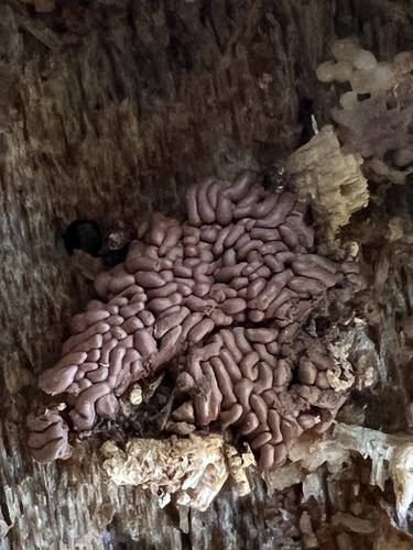 Arcyria stipata observed 2026-10-20