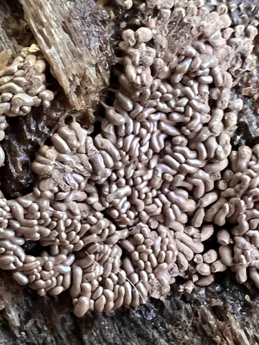 Arcyria stipata observed 2026-10-20