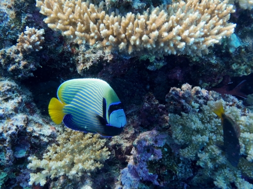 Pomacanthus imperator observed 2026-10-17
