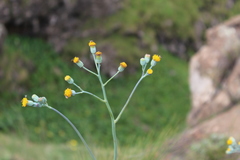 Senecio rhomboideus