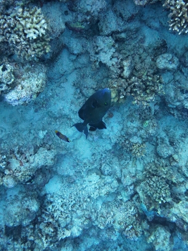 Pseudobalistes fuscus observed 2026-10-17